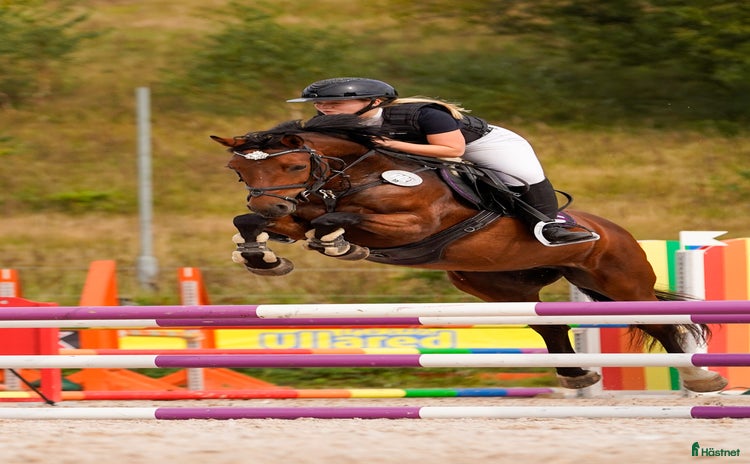  hästar i Falkenberg - Annons 13