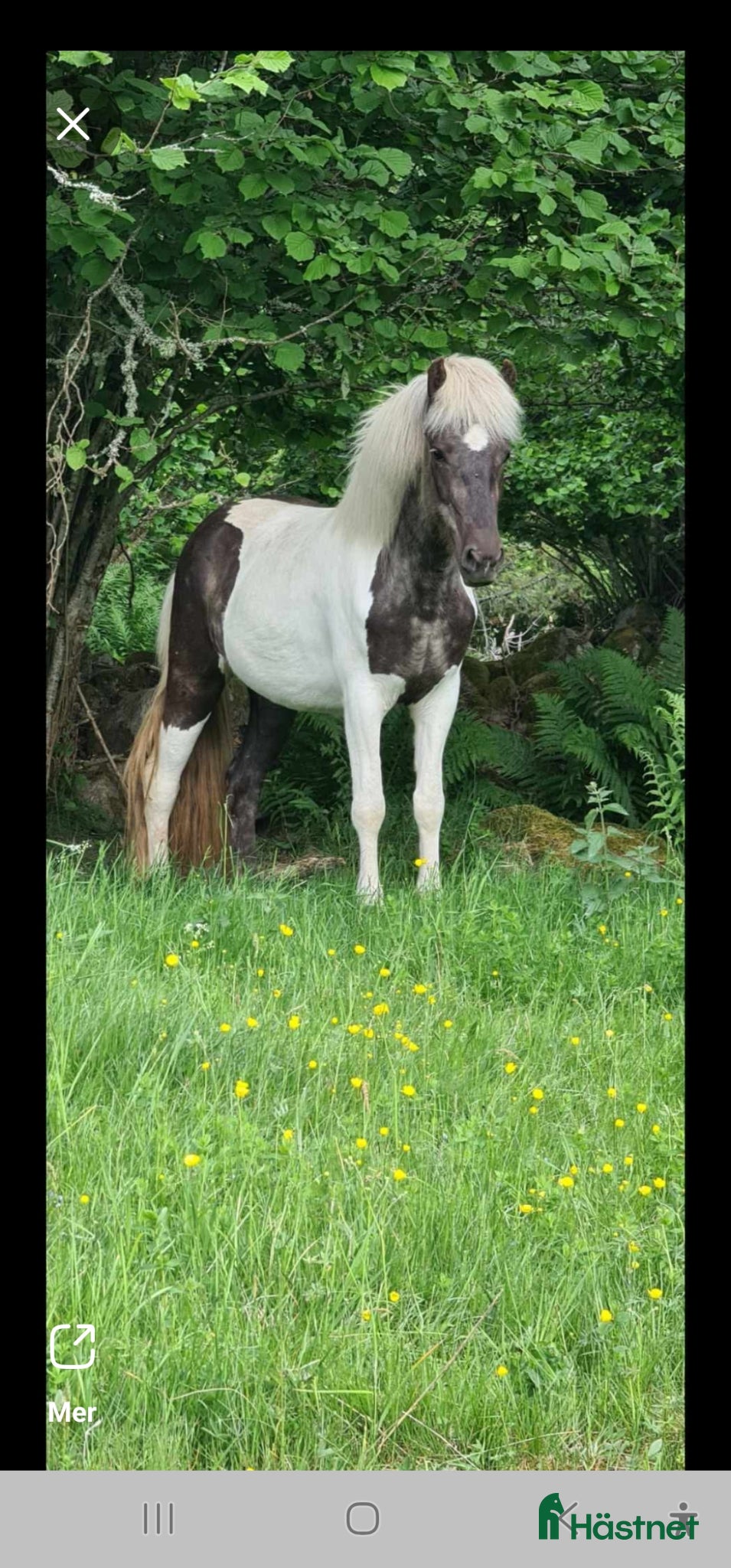  hästar Mysig 5gångsto - Annons 1