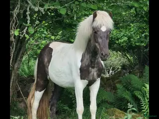 hästar Mysig 5gångsto - Annons 1
