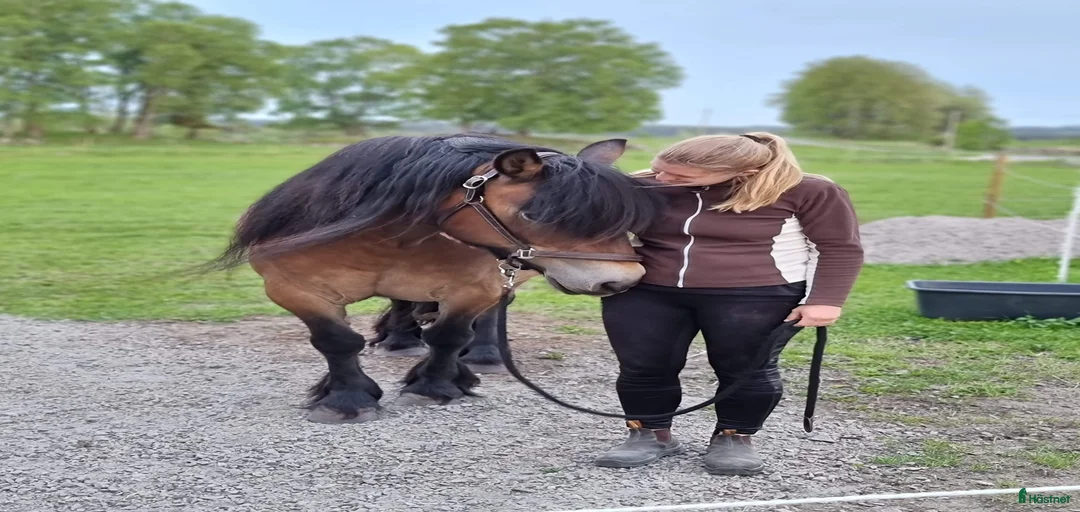 Galleribild {{count}}