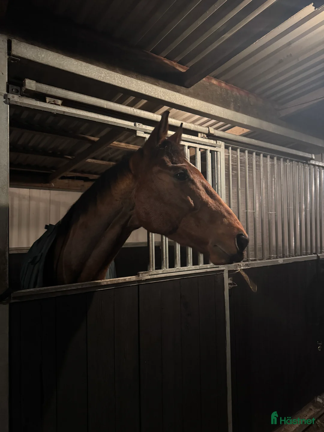 Allround hästar till salu: Finaste Allan söker kärleksfullt hem i Falkenberg - Annons 1