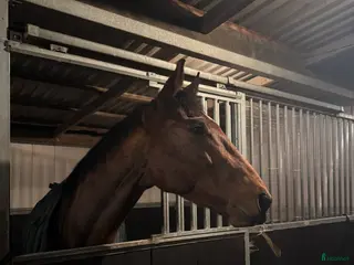 hästar Finaste Allan söker kärleksfullt hem i Falkenberg - Annons 18