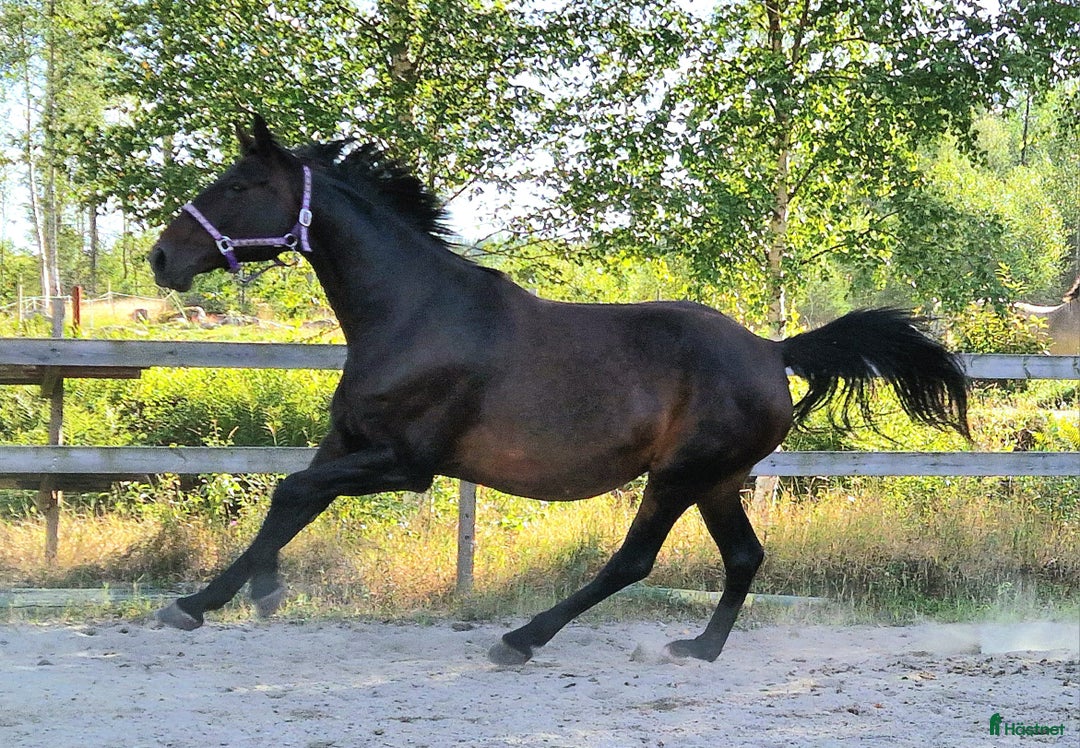 Övrigt hästar till salu: Harmoniskt stoföl  i Bruzaholm - Annons 6