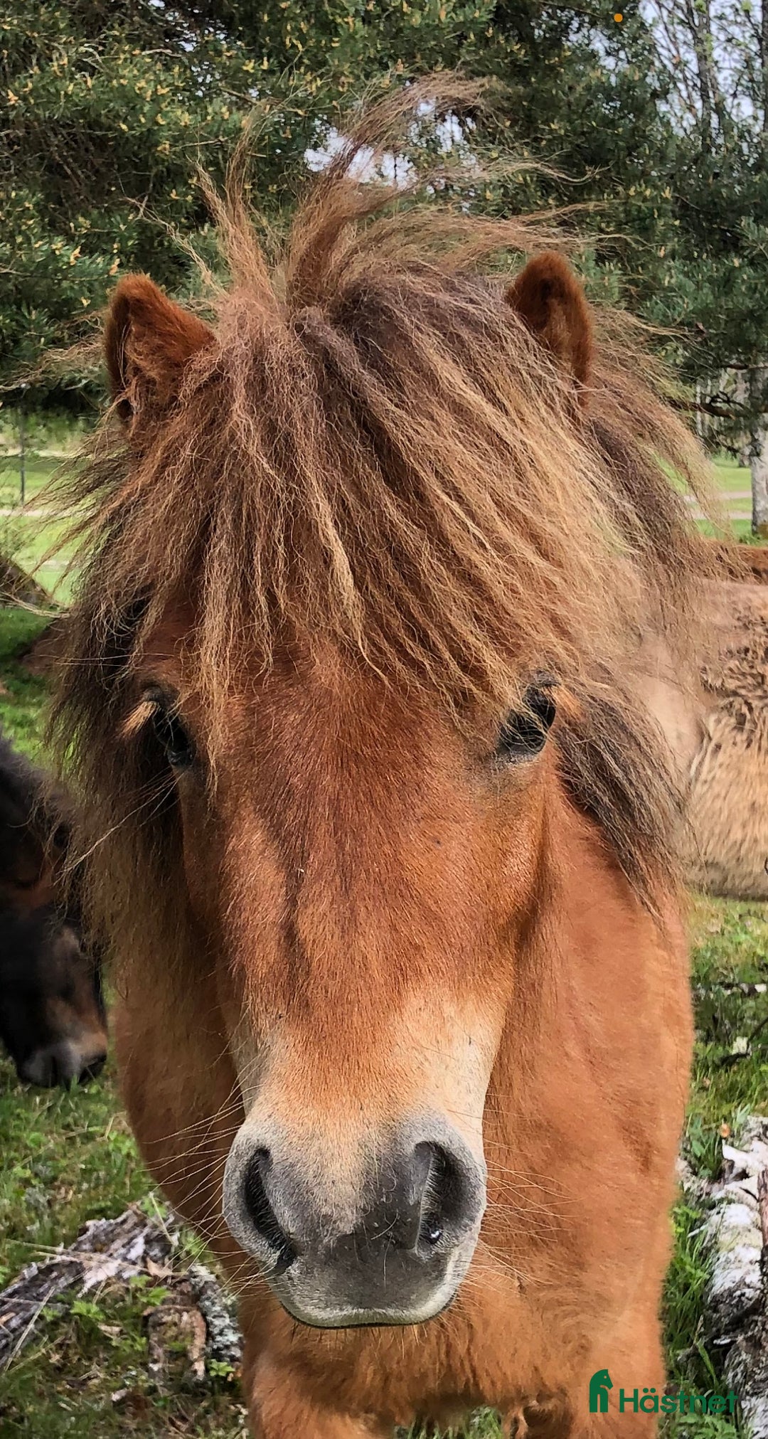 Körning hästar till salu: Shetlandsponnyer Ston o Valacker i Nyköping - Bild 1