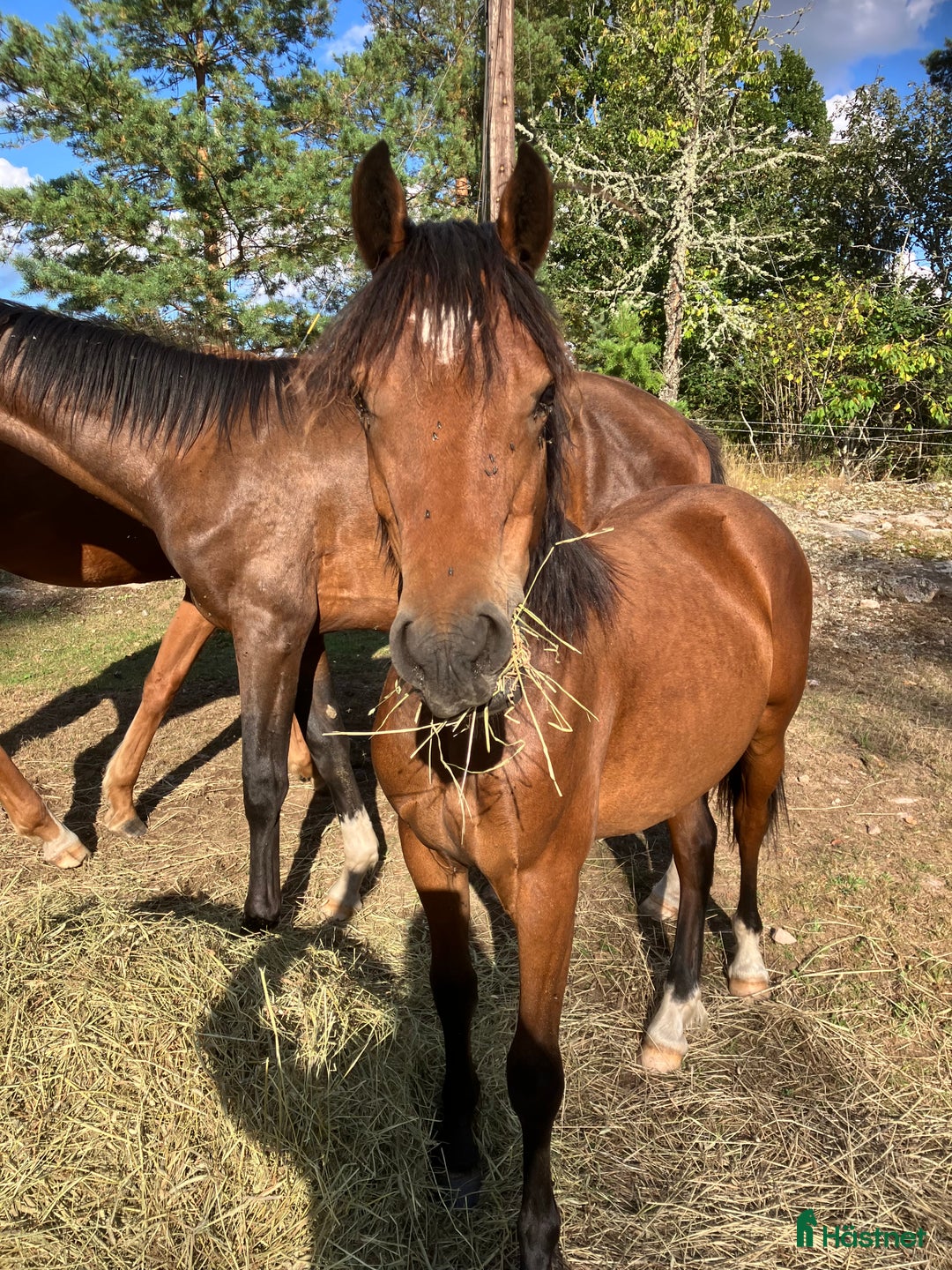 Allround hästar till salu: Welch cob hingst  i Hultsfred - Annons 1