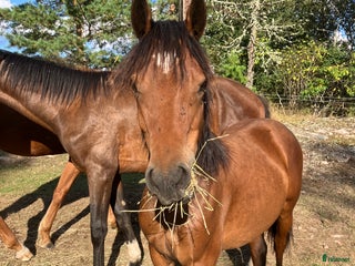 Allround hästar till salu: Welch cob hingst i Hultsfred - Annons 3