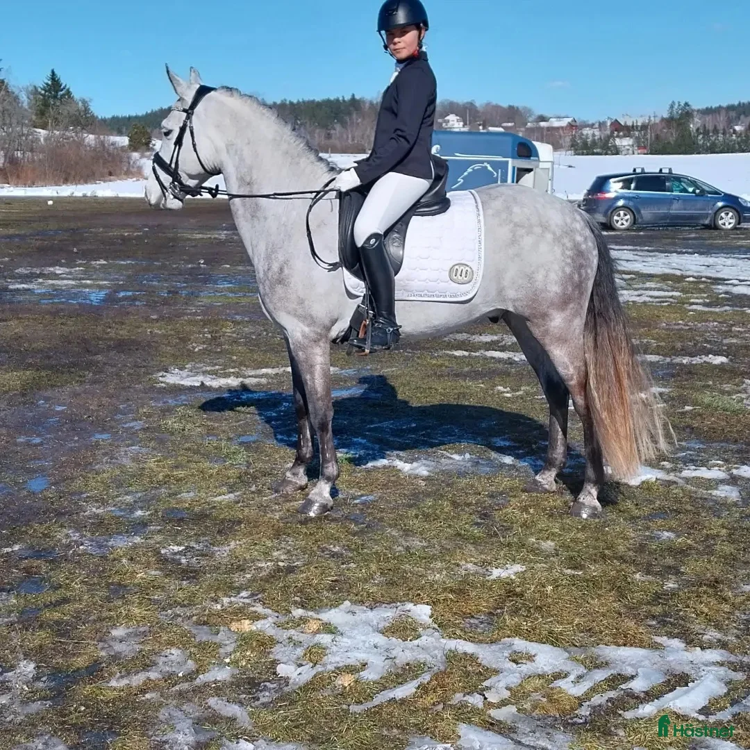 Dressyr hästar till salu: Dressyrponny - Annons 2