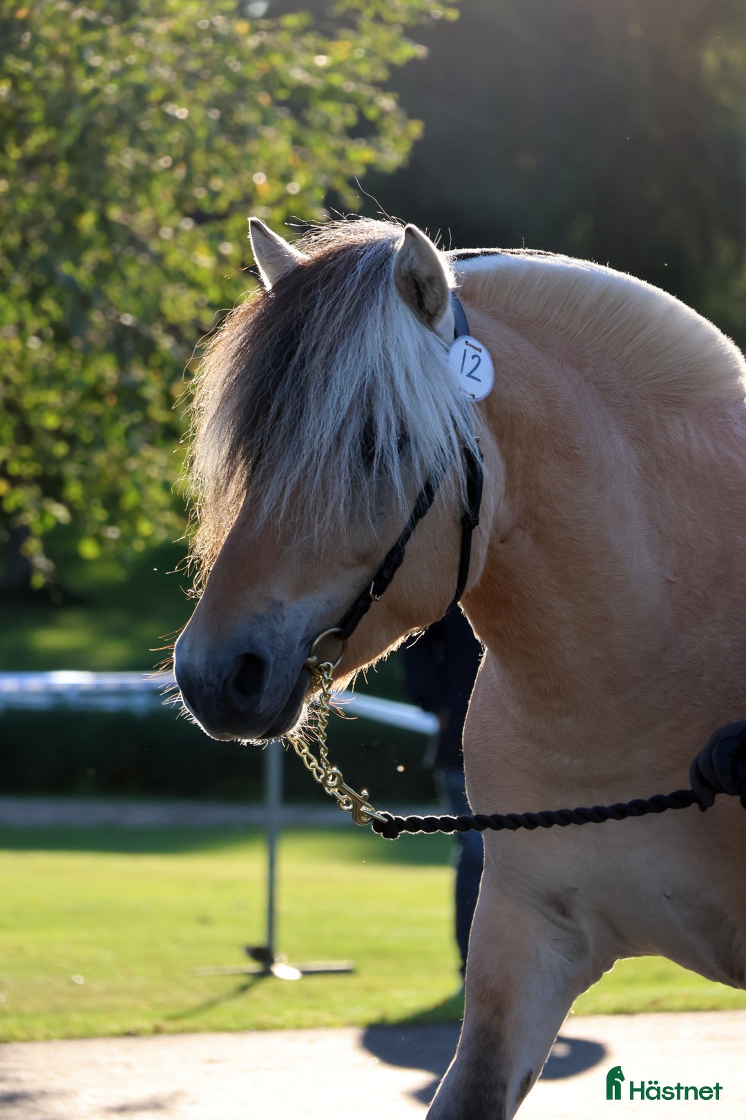 Allround hästar till salu: Lothar, världens bästa häst ♡ i Söderköping - Annons 18