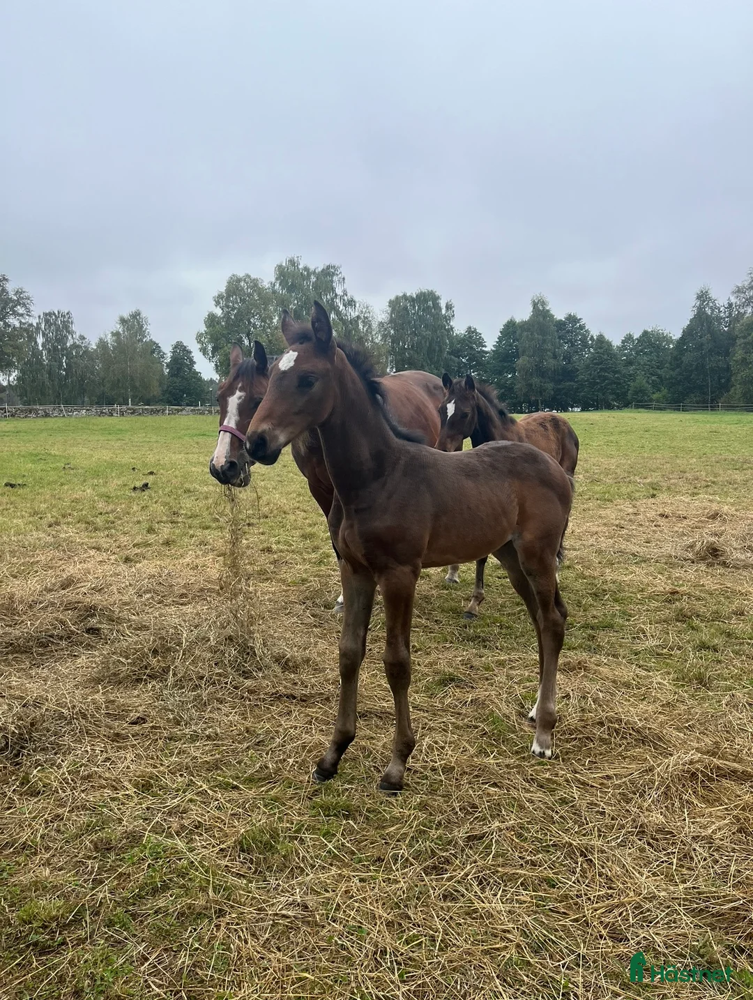 Hoppning hästar till salu: Snyggt & trevligt sto -25 med prestationsstam - Annons 2