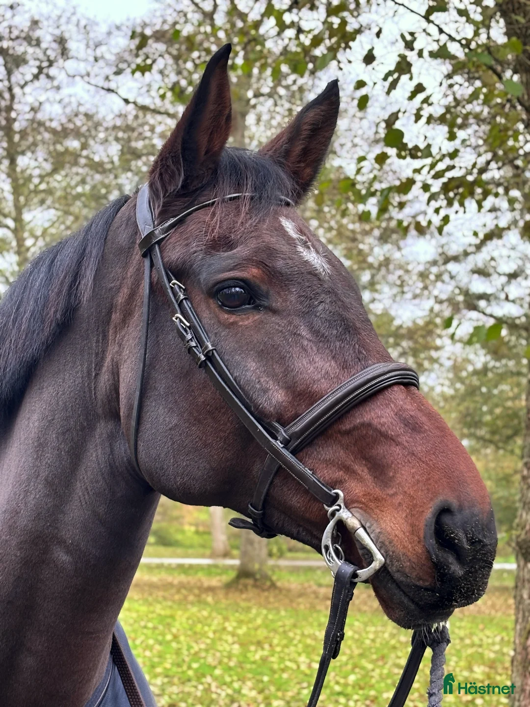 Hoppning hästar till salu: Hoppglad tjej - Annons 1