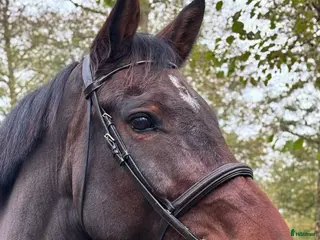 hästar Hoppglad tjej - Annons 4