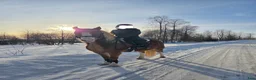 Allround hästar till salu: Sött whelssto, barnponny. - Annons 3