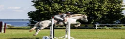 Hoppning hästar till salu: Dressage and showjumping Conemara pony - Annons 7