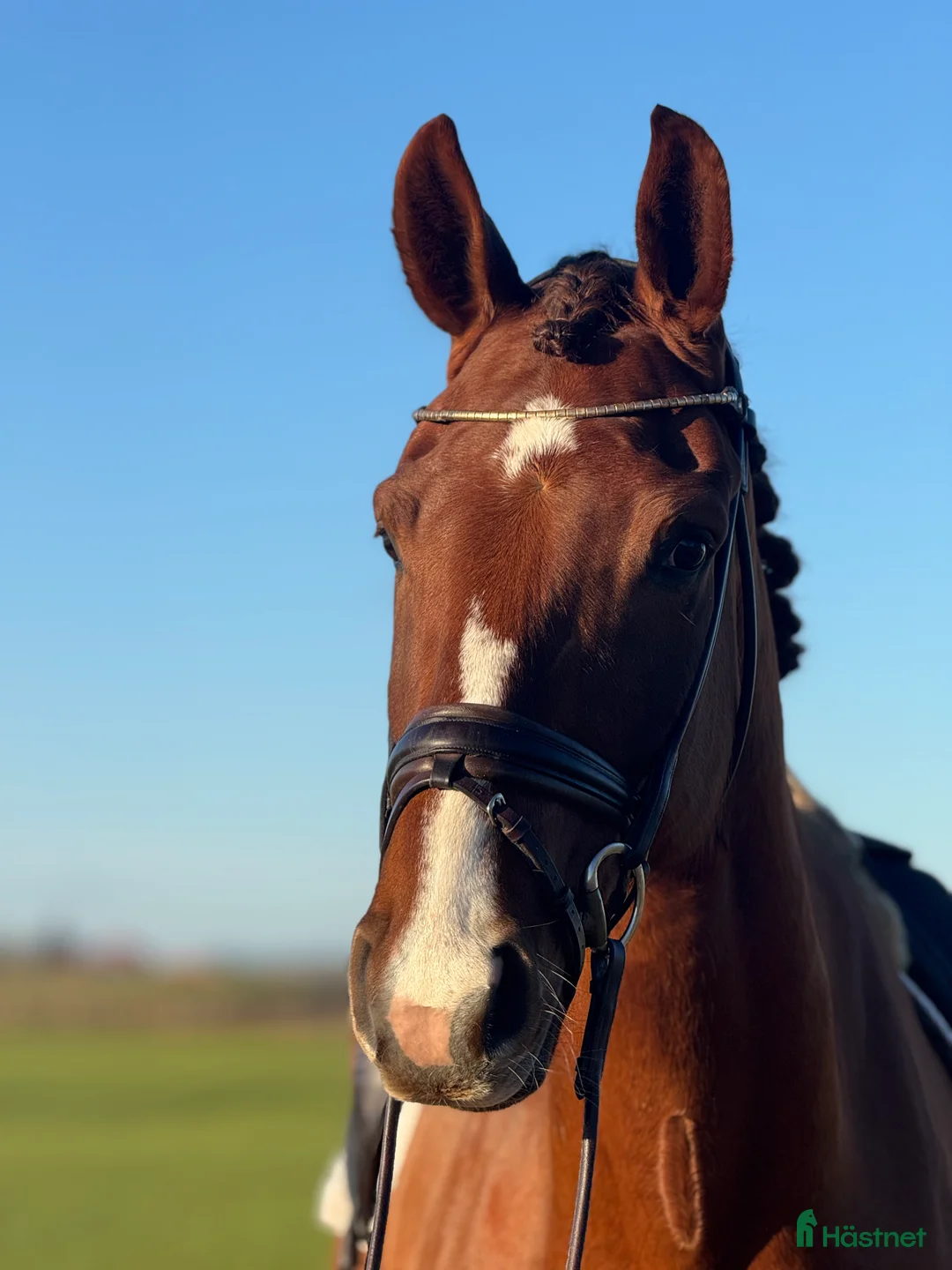 Dressyr hästar till salu: Talangfull häst med potential för GP. i Kristianstad - Annons 2
