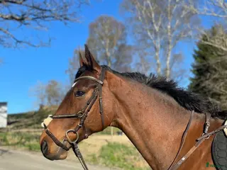 hästar Snygg och trevlig allroundhäst BVSA - Annons 17