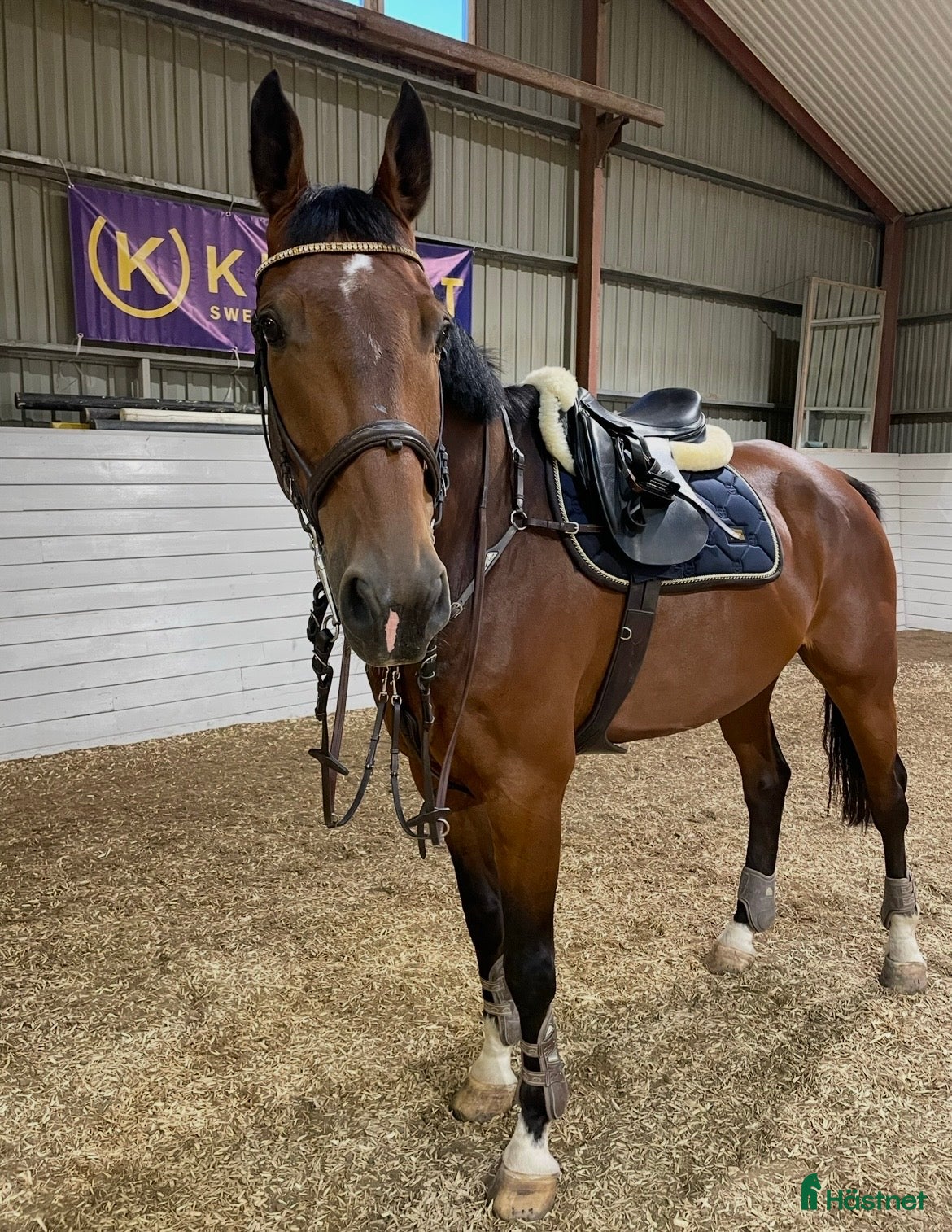  hästar Stor valack till salu  - Annons 10