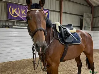 hästar Stor valack till salu - Annons 10