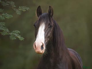 foderhäst Världens klokaste häst söker fodervärd i Gullaskruv - Annons 3