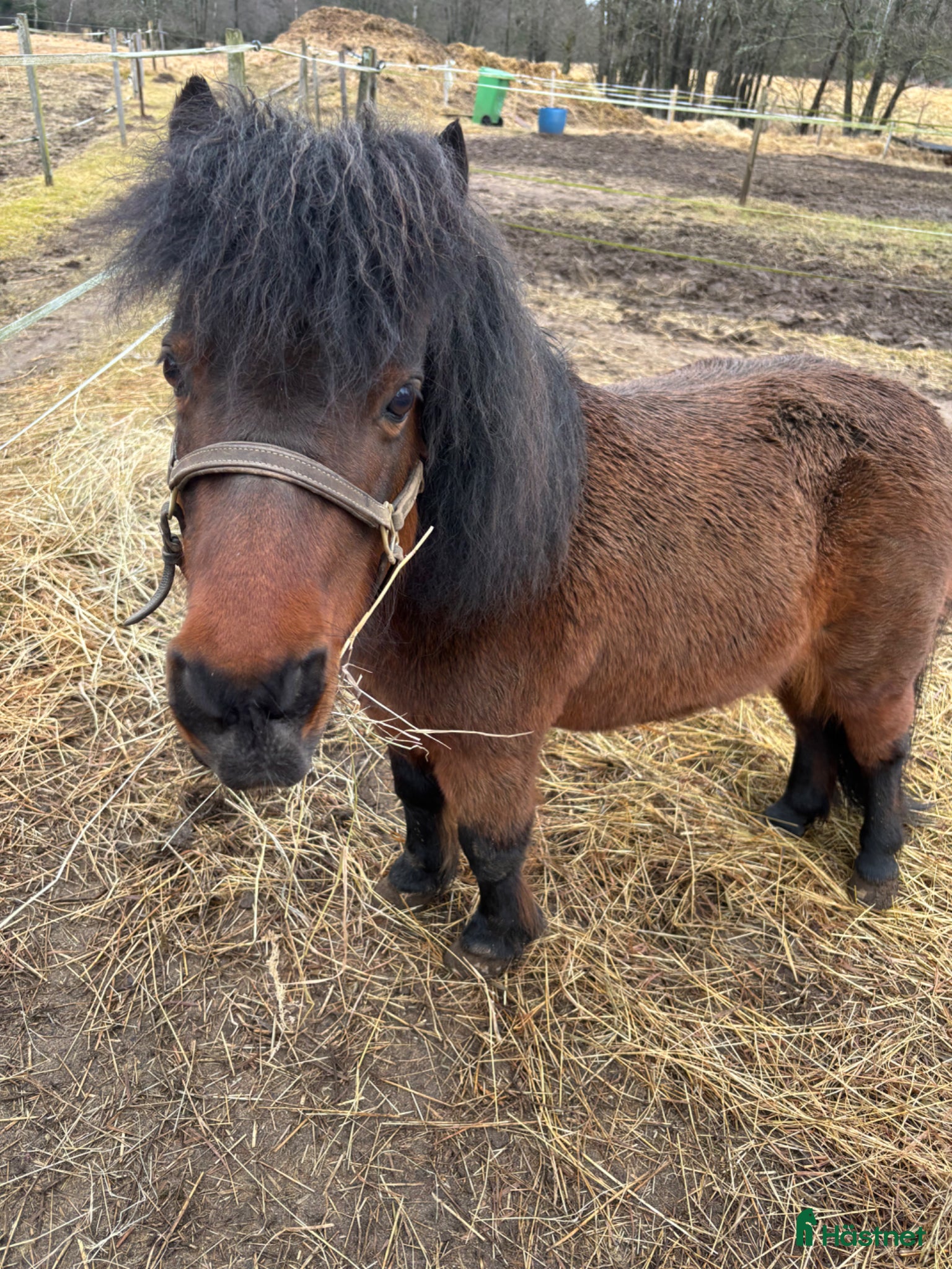  hästar Sällskapshäst - Annons 9