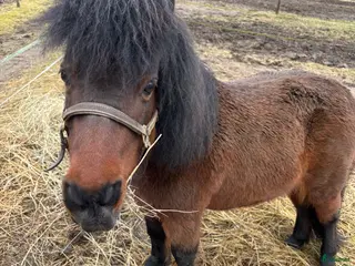 hästar Sällskapshäst - Annons 21