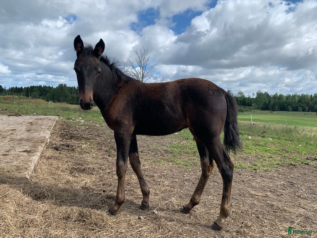 Trav hästar till salu: Föl - stjärnämne i Kärna - Annons 2
