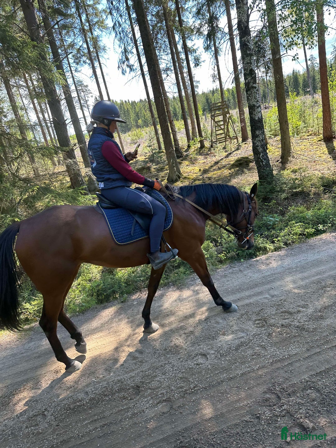 Allround hästar till salu: En bästa kompis i Kvänum - Annons 2