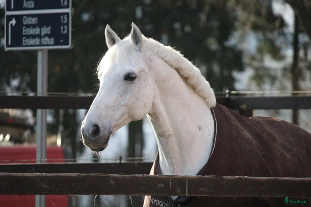  hästjobb finnes: Stallpersonal/instruktör sökes i stockholm i Enskede Gård - Annons 1