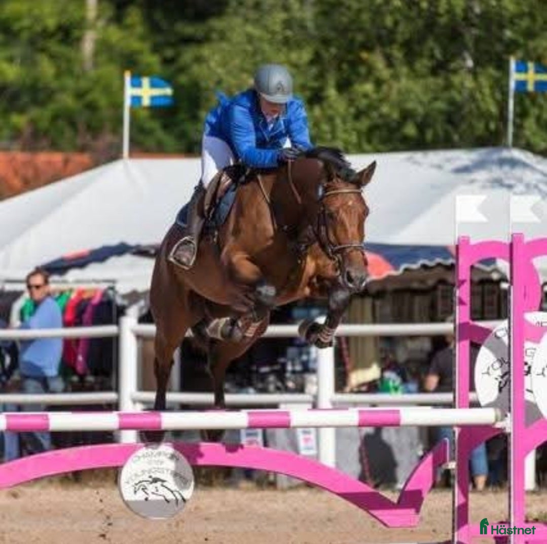  foderhäst Foderhäst sökes i Veddige - Annons 9