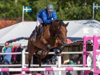 foderhäst Foderhäst sökes i Veddige - Annons 13