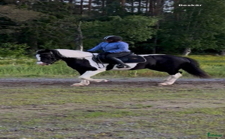  hästar Snäll d-ponny i Sjulsmark - Annons 8