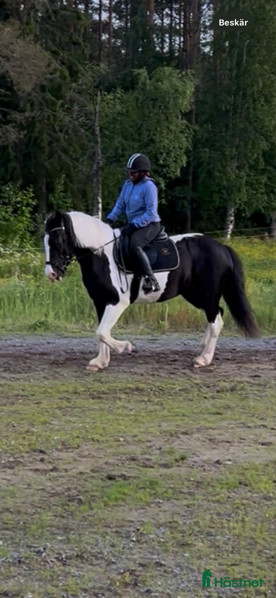 Allround hästar till salu: Snäll d-ponny i Sjulsmark - Annons 1
