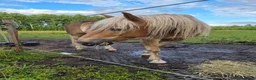 Allround hästar till salu: Trevlig haflinger - ridning/sällskap - Annons 3