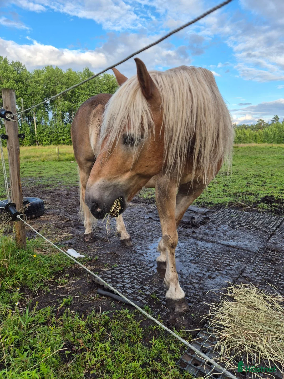 Allround hästar till salu: Trevlig haflinger - ridning/sällskap - Annons 3