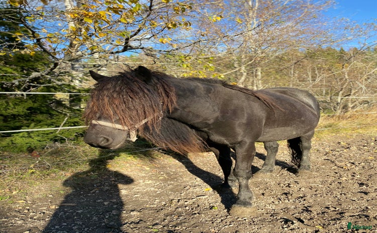  hästar i Timrå - Annons 5
