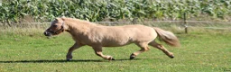 Allround hästar till salu: Palomino shetlandsponyhoppe - Annons 1