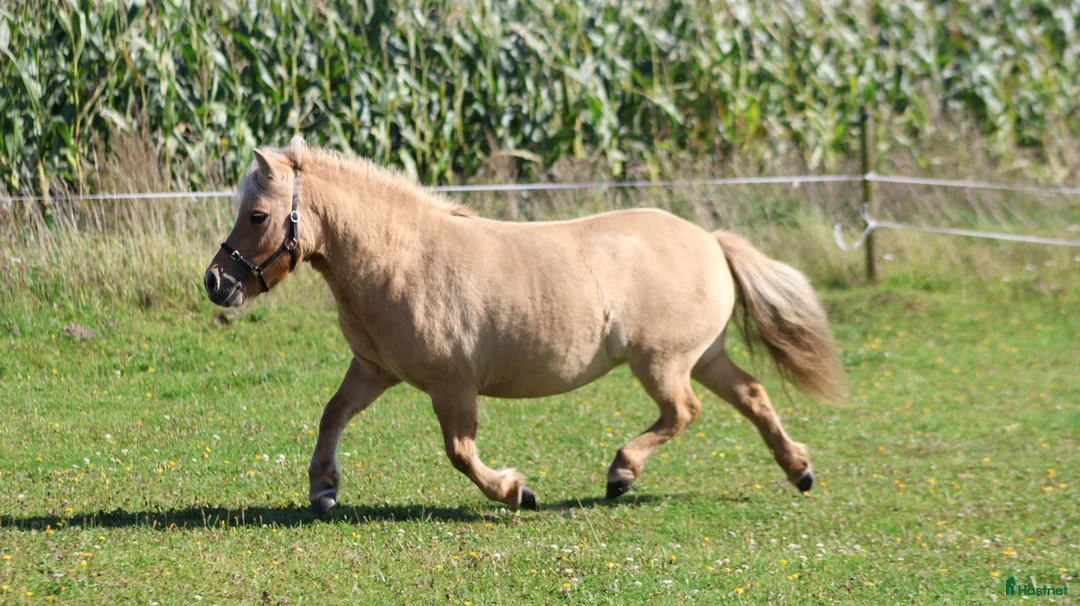 Allround hästar till salu: Palomino shetlandsponyhoppe - Annons 1