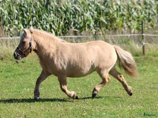 hästar Palomino shetlandsponyhoppe - Annons 2