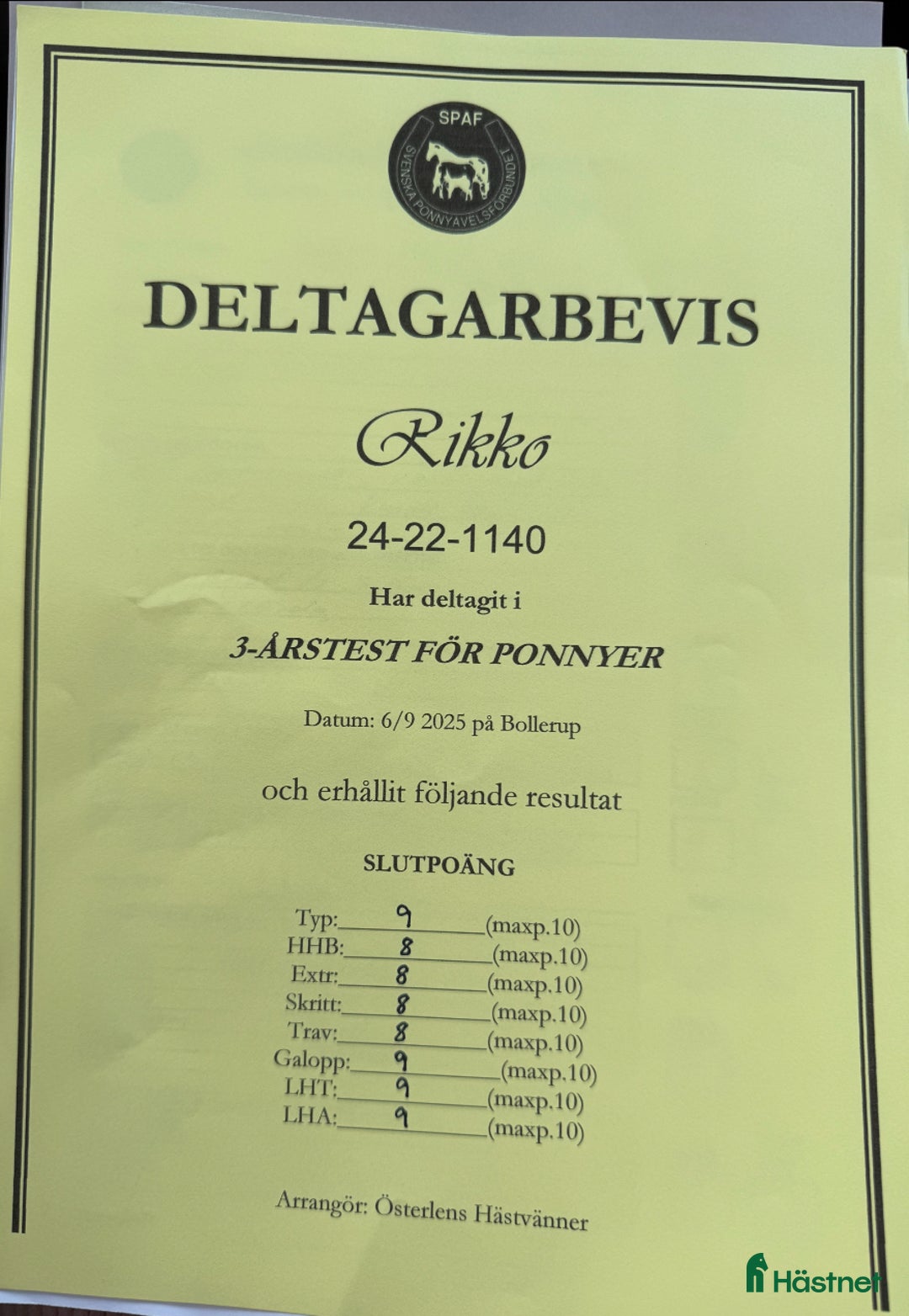 Allround hästar till salu: Unik 3 års hingst (kan bli valack) i Genarp - Annons 11