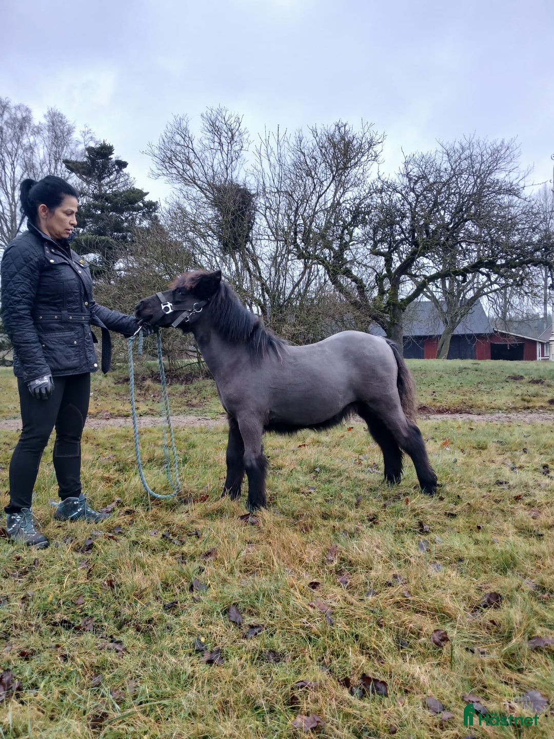Allround hästar till salu: Shetlamdsponny Lovande hingstföl  - Annons 4
