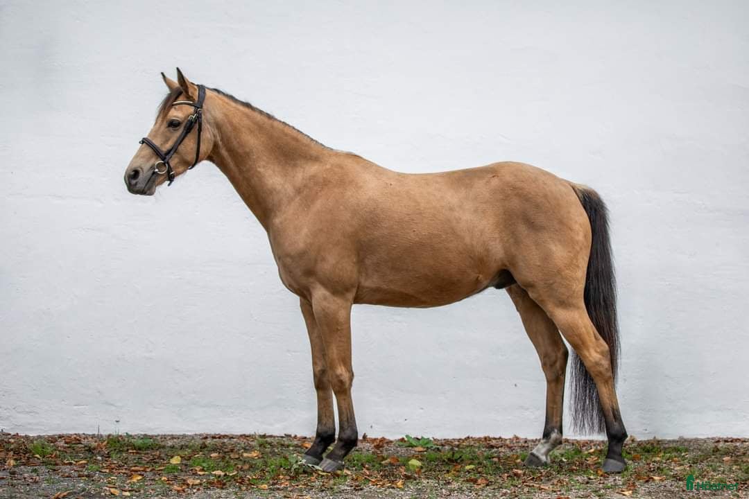 Hoppning hästar till salu: En ponny i lyxförpackning ✨️ i Eslöv - Annons 5