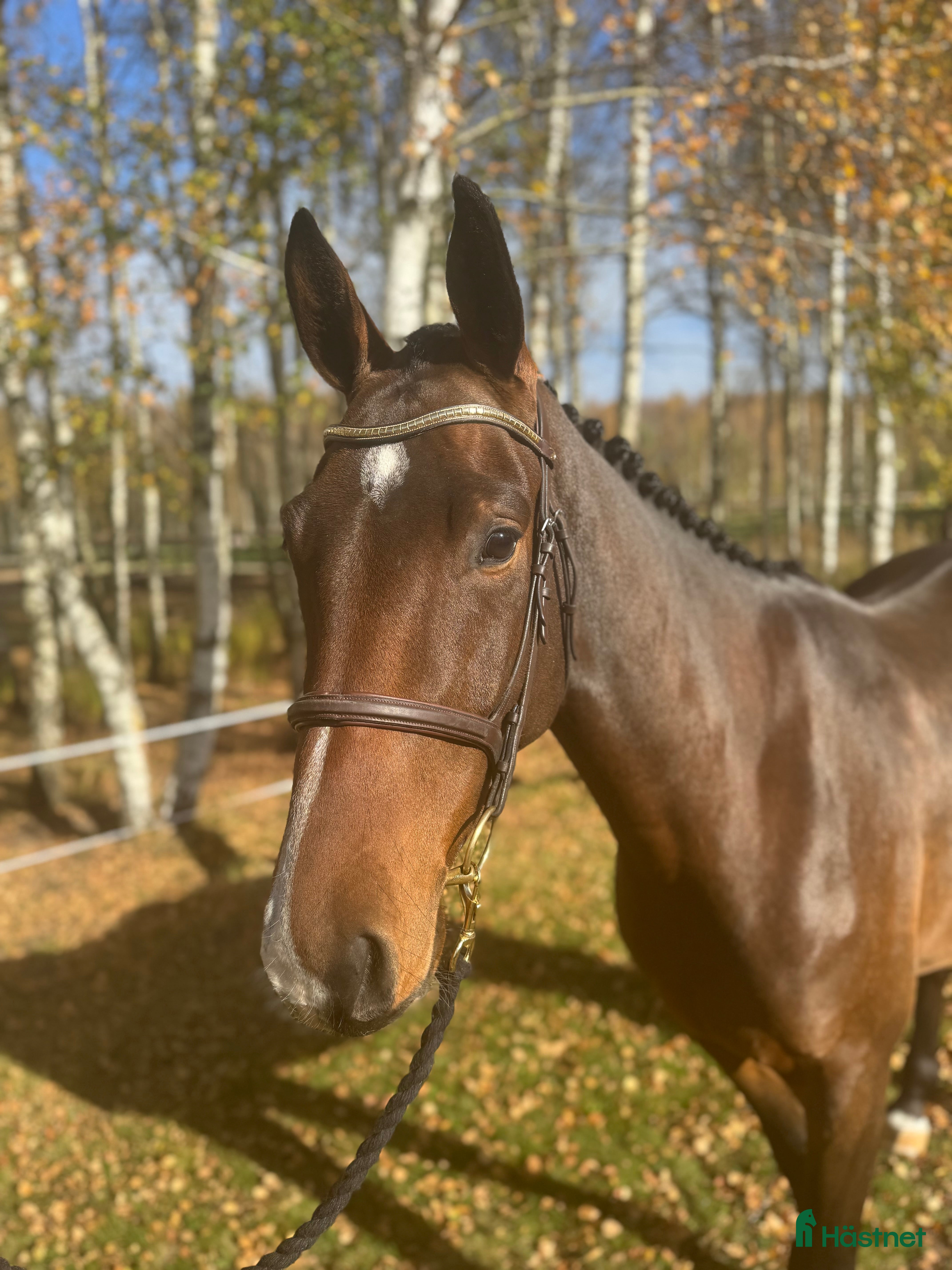  hästar 3 åring för årgångschampionaten i Höör - Annons 5