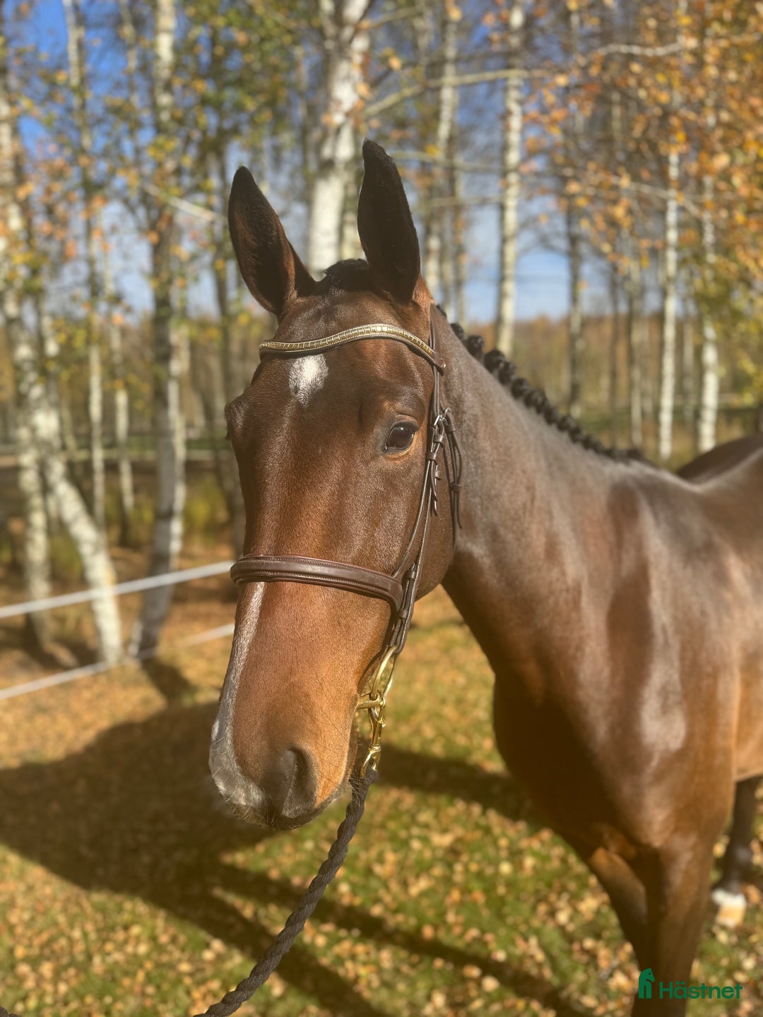 Hoppning hästar till salu: 3 åring för årgångschampionaten i Höör - Annons 1