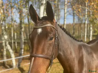 hästar 3 åring för årgångschampionaten i Höör - Annons 5