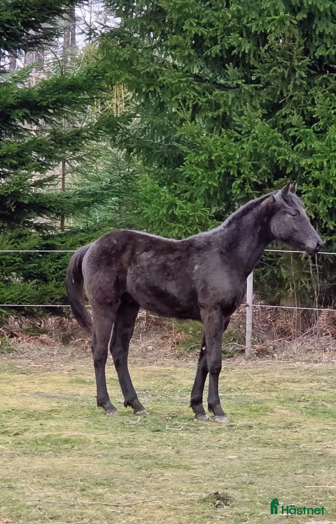 Hoppning hästar till salu: Vacker hingst efter Mr Vain  - Annons 2