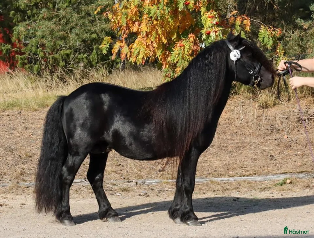 Avelshästar hästar till salu: Avelshingst shetlandsponnyn  i Falköping - Annons 14