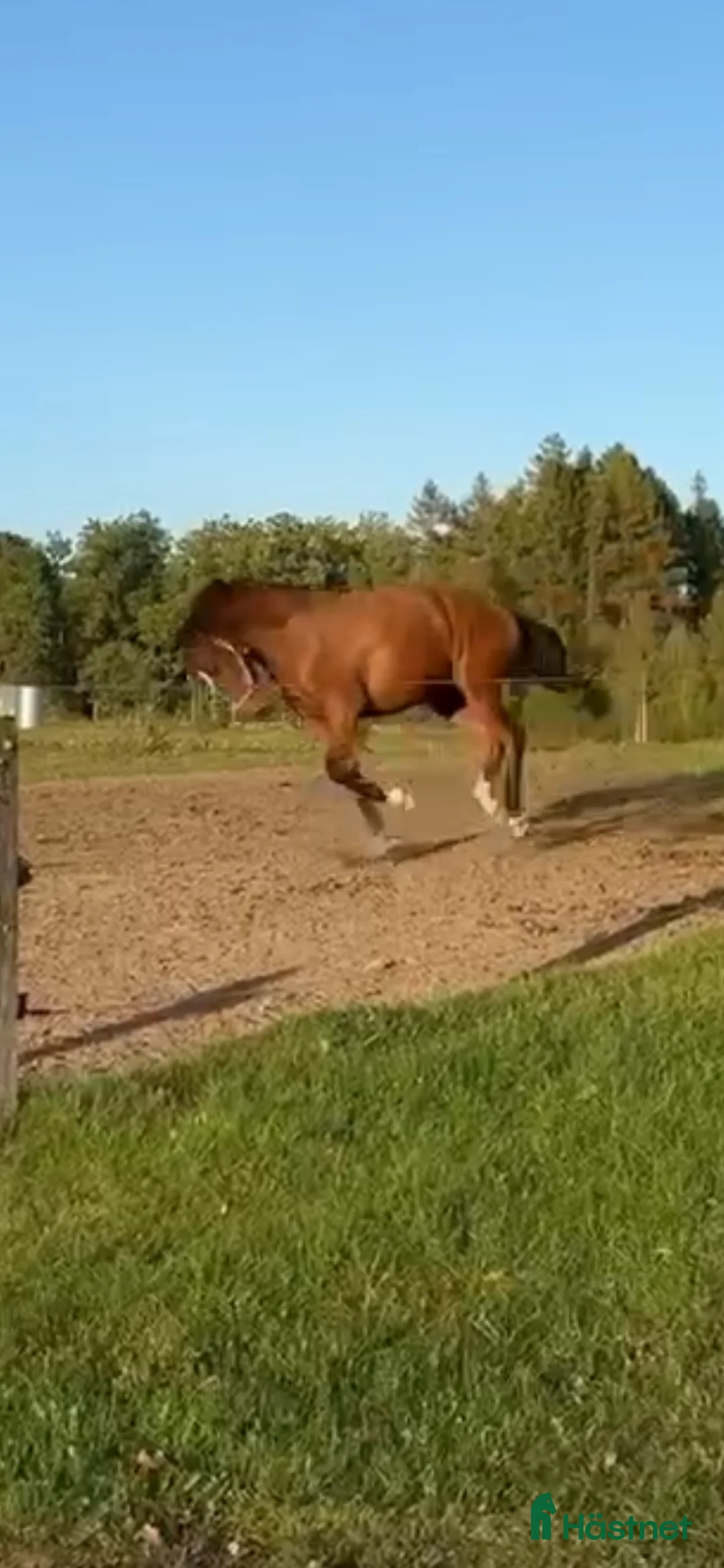 Allround hästar till salu: Amor Vincit Omnia, även kallad Ville - Annons 3