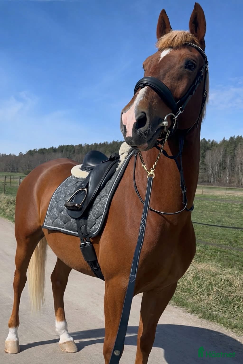  hästar Dressyrhäst säljes  - Annons 5