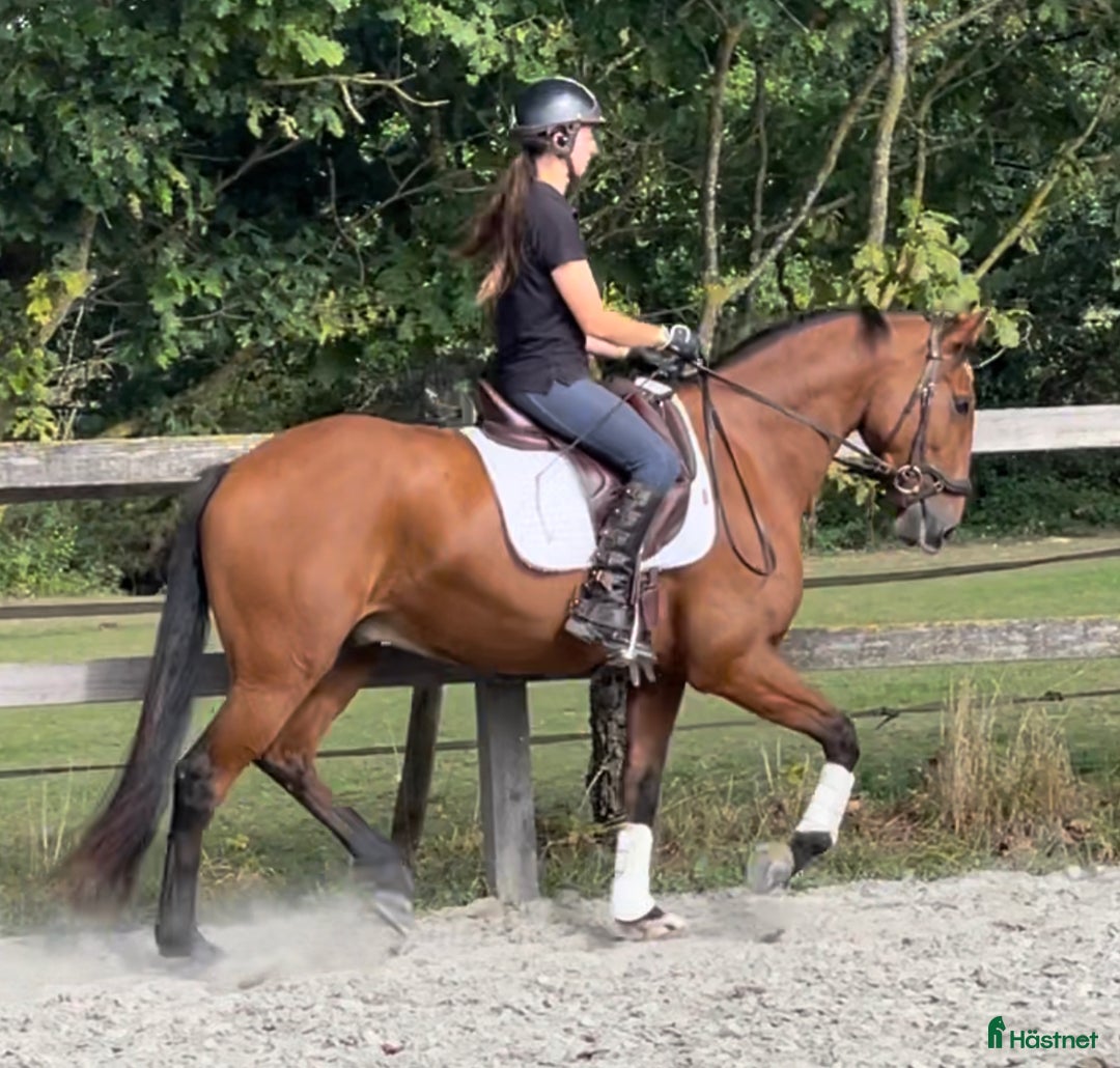 Dressyr hästar till salu: Lusitano 6y Dressage Working Equitation  - Bild 6
