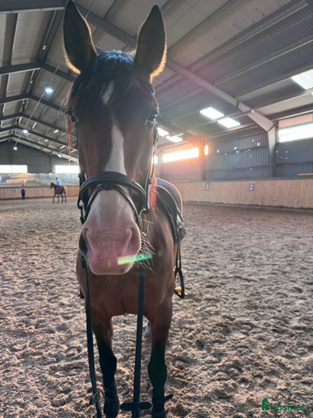 Dressyr hästar till salu: Fin Dressyrhäst  - Annons 2