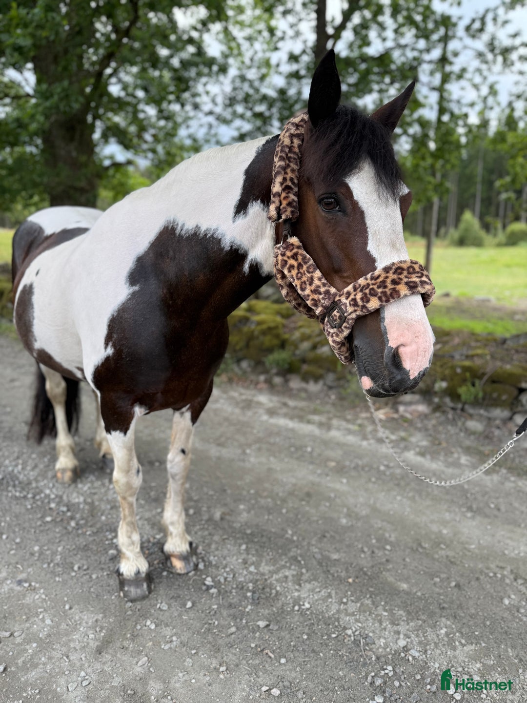 Allround hästar till salu: Vackert och snällt sto. i Hindås - Annons 1